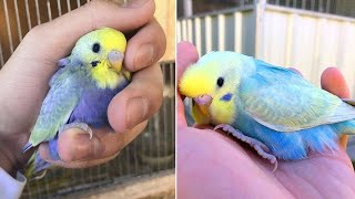 Smart And Funny Parrots Parrot Talking Videos Compilation (2024) - Cute Birds #51