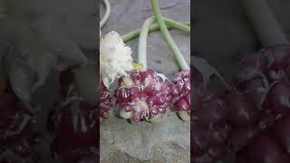 Garlic flower // short video // Purple flower of garlic.