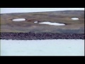 walruses forced ashore en masse as sea ice melts