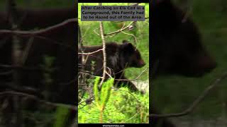 Hazing Grizzly Mum and Cubs from a Campground