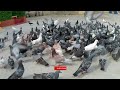 103 enjoy the video of feeding cute pigeons