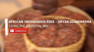 African Indigenous Rice - Oryza Glaberrima