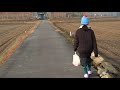 【甲斐犬☆奈々】 しつけ ノーリード　　ノーリード訓練を見ながら、年末のご挨拶🎍🇯🇵　nana running through the rice fields🗾　논을 달리는 나나🗾