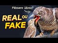 FATOS e FAKES sobre pássaros na internet #1 | PÁSSARO VELHO é cuidado pelo JOVEM?