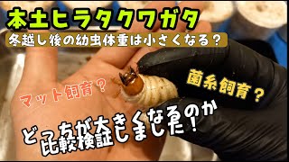 【本土ヒラタクワガタ幼虫】検証！！菌糸飼育とマット飼育どっちが大きくなるの？？孵化して半年の幼虫を比較してみた結果！？幼虫マット交換＆体重測定！