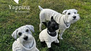 Yapping Schnauzers - Trailer