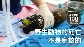 野灣野生動物保育協會｜野生動物的死亡 不是應該的