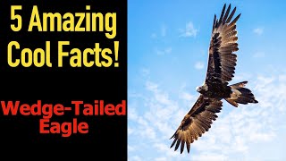 5 Fascinating Facts About Wedge-Tailed Eagles