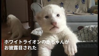 真っ白な「ナラ」と「シンバ」、珍しいホワイトライオンの赤ちゃんが誕生