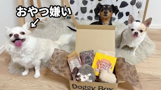 おやつ無関心犬とドギボを開封してみたら意外な反応が…！