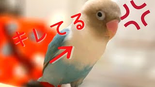 【ボタンインコ】のんちゃんがキレました【喧嘩】