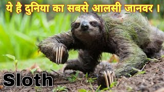 ये है दुनिया का सबसे आलसी जानवर ।। facts about Sloth in hindi.