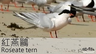 紅燕鷗 Roseate tern (20220618) 4K