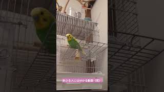 刺さる人には分かる動画（笑）#セキセイインコ #モフチリ#お尻だけ白い