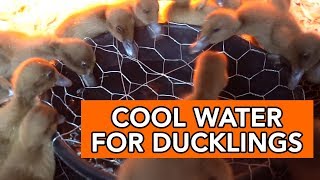 Keeping Ducklings Watered and Dry - A Simple Duck Waterer