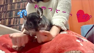 【チンチラ】おやつどーっちだ！？にチャレンジするチンチラのこてつ