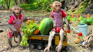 Smart Bim Bim helps dad take care of the watermelon garden