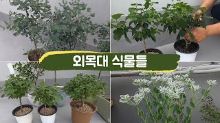 🌱외목대로 키우는 식물들 소개해볼께요. #외목대만들기