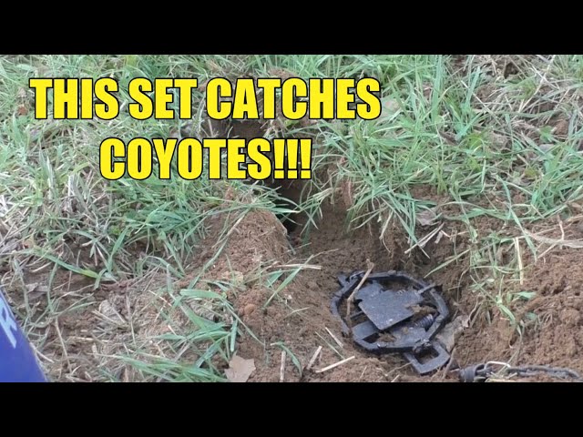 Coyote Trapping Techniques Coyote Trapping F T Fur Harvester S