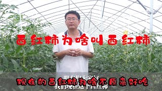 你知道西红柿为啥这么叫吗？而且为啥不如原来好吃？【付老师种植技术团队】