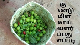 குண்டு மிளகாய் வளர்ப்பது எப்படி ?