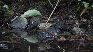 河口湖フィールドセンターのキクイタダキ（雄）その２（4K60P動画）