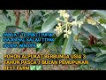 UPDATE POHON ALPUKAT PASCA PEMUPUKAN BEST FARM