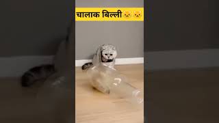 चालाक बिल्ली duniya ki Sabse chalak Billi 🐱🐱#short#viral