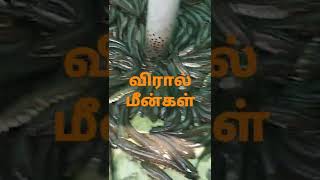 விரால் மீன்கள் வளர்ப்பு Contact:- 9659633624