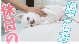 パパが休日の時はパパの側から離れないツンデレ犬♥