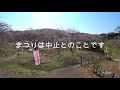 2020年3月26日　足柄上郡中井町　三春滝桜