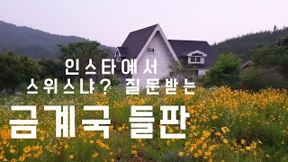 6월의 금계국 들판/  인스타에서 스위스냐고  질문 받는.../  유럽 분위기 .../