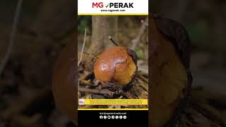 MGPerak: Bunga Pakma atau Bunga Rafflesia boleh dijumpai di Royal Belum, Gerik, Perak.