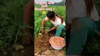 મગફળીની વાવણી કેટલી ઊંડાઈએ કરવી? Magfali | Groundnut #મગફળી #magfali #ગુજરાત #gujarat