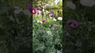 English papaver somniferum garden p2