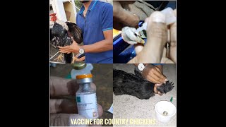 ನಾಟಿ ಕೋಳಿಗೆ ಲಸಿಕೆ ಹಾಕುವುದು ಅಗತ್ಯವೇ? | Types of Vaccine for Country chickens |