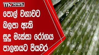 පොල් වගාවට බලපා ඇති සුදු මැස්සා රෝගය පාලනයට පියවර