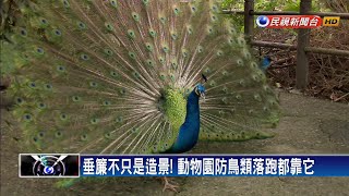 萬萬不可！遊客撥垂簾為鳥開路 恐後果嚴重－民視新聞