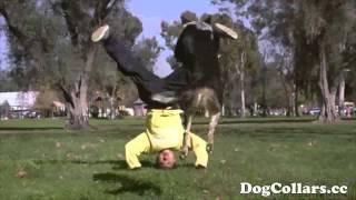 Funny Fights- The Parkour Dog Jumpy Dog [HD]