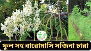 এখন বারোমাস নিজের গাছেই ধরবে সজিনা ।। চারা অর্ডার করতে ☎ 01790-229739 (what’s app/imo)