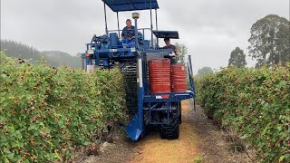 Harvesting Boysenberries pt2 | Korvan 9000