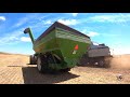 harvesting yellow field peas in western nebraska