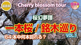 【桜】【樹齢800年】【新企画発表】#47 日本三大桜の一つ「三春の滝桜」 他にたくさんの銘木が福島県にはあります。リストにしただけで62本！北から南に銘木を見て回ります。そして副題『桜幻夢譚』とは