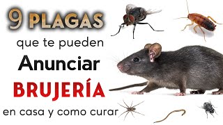 PLAGAS QUE PUEDEN ANUNCIAR BRUJERÍA EN TU CASA Y COMO CURAR 🐀🕷