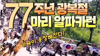 😲77주년 광복절 기념 77마리 알파카 달리기!🐪가슴이 웅장해진다!!🐪