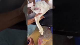 Metatarsal fracture management with fibre cast on a Rajapalayam Dog  @lykapetclinicdindigul