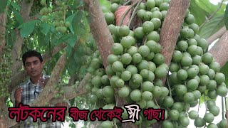 লটকন চাষে কেন বীজ থেকে চারা নিবেন? চাষের এই ৪ টি টেকনিক ব্যবহার করলে ফল তুলতে  harvester লাগবে।