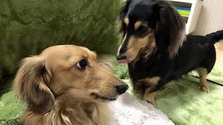 ミニチュアダックスフンド 兄が好きすぎる弟犬