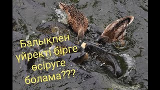 БАЛЫҚПЕН ҮЙРЕКТІ БІРІКТІРЕ ӨСІРУ ТЕХНОЛОГИЯСЫ