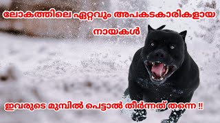 ലോകത്തിലെ ഏറ്റവും അപകടകാരികളായ നായകൾ / most dangerous dog breeds #kunjansmedia